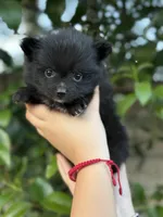 Buddy, a female Pomeranian for sale in Lindsay, CA – Photo 2 of 8