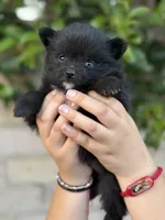 Buddy, a female Pomeranian for sale in Lindsay, CA – Photo 5 of 8