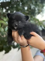 Buddy, a female Pomeranian for sale in Lindsay, CA – Photo 4 of 8