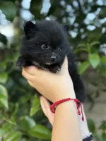 Buddy, a female Pomeranian for sale in Lindsay, CA – Photo 3 of 8