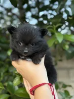 Buddy, a female Pomeranian for sale in Lindsay, CA – Photo 7 of 8