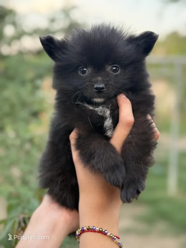 Buddy – Pomeranian puppy for sale in Lindsay, CA