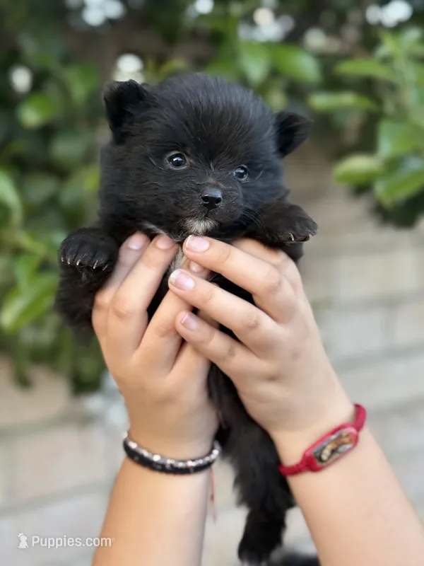 Buddy – Pomeranian puppy for sale in Lindsay, CA