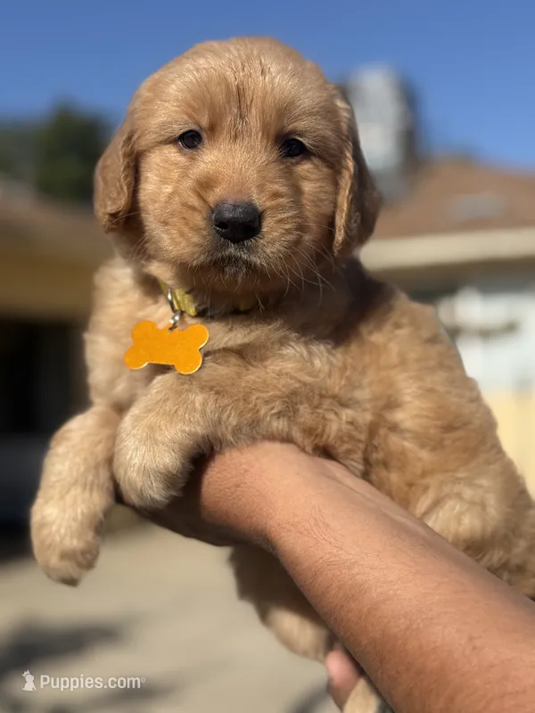 Lola – Golden Retriever puppy for sale in Lindsay, CA