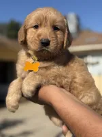 Lola, a female Golden Retriever for sale in Lindsay, CA – 1 of 7