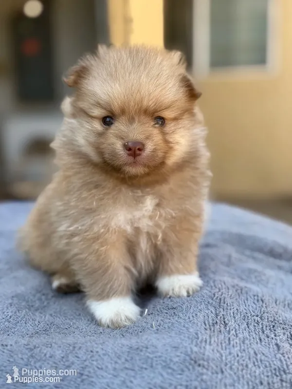 Lola  – Pomeranian puppy for sale in Lindsay, CA