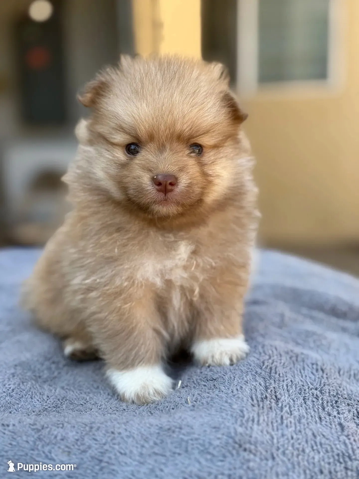 Lola , a female Pomeranian for sale in Lindsay, CA – 1 of 9