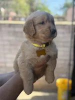 Lola, a female Golden Retriever for sale in Lindsay, CA – 2 of 7