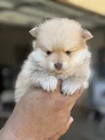 Lucas , a male Pomeranian for sale in Lindsay, CA – 2 of 9
