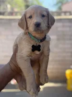 Lily, a female Golden Retriever for sale in Lindsay, CA – 2 of 8