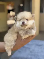 Lucas , a male Pomeranian for sale in Lindsay, CA – 7 of 9