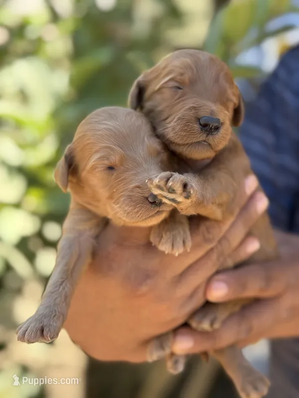 Goldendoodle litter, a female Goldendoodle for sale in Lindsay, CA – Photo 1 of 3