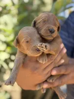 Goldendoodle litter, a female Goldendoodle for sale in Lindsay, CA – Photo 1 of 3