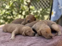 Goldendoodle litter, a female Goldendoodle for sale in Lindsay, CA – Photo 2 of 3
