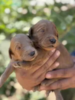 Goldendoodle litter, a female Goldendoodle for sale in Lindsay, CA – Photo 3 of 3