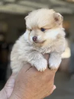 Lucas , a male Pomeranian for sale in Lindsay, CA – 8 of 9