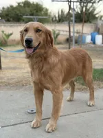 Simon , a male Golden Retriever for sale in Lindsay, CA – 7 of 7