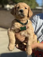 Lily, a female Golden Retriever for sale in Lindsay, CA – 5 of 8