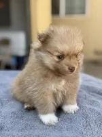 Lola , a female Pomeranian for sale in Lindsay, CA – 2 of 9