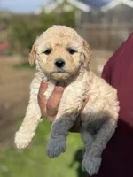 Lucas, a male Poodle - Miniature  for sale in Lindsay, CA – Photo 3 of 7