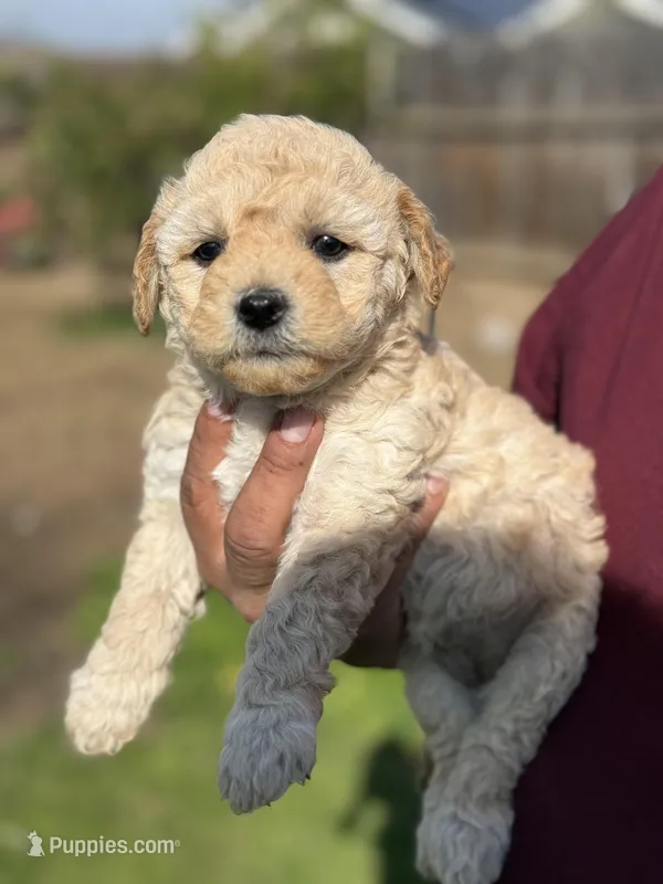 Lucas, a male Poodle - Miniature  for sale in Lindsay, CA – Photo 1 of 7