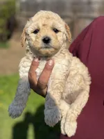 Lucas, a male Poodle - Miniature  for sale in Lindsay, CA – Photo 2 of 7