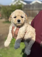 Lucas, a male Poodle - Miniature  for sale in Lindsay, CA – Photo 6 of 7