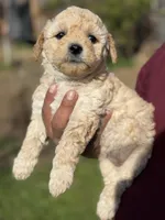 Lucas, a male Poodle - Miniature  for sale in Lindsay, CA – Photo 4 of 7