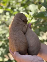 Goldendoodle litter, a male Goldendoodle for sale in Lindsay, CA – Photo 7 of 7