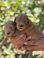 Goldendoodle litter, a male Goldendoodle for sale in Lindsay, CA – Photo 3 of 7