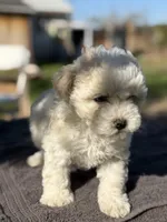Rose , a female Poodle - Miniature  for sale in Lindsay, CA – Photo 4 of 6