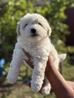 Rose , a female Poodle - Miniature  for sale in Lindsay, CA – Photo 2 of 6
