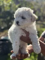 Rose , a female Poodle - Miniature  for sale in Lindsay, CA – Photo 3 of 6