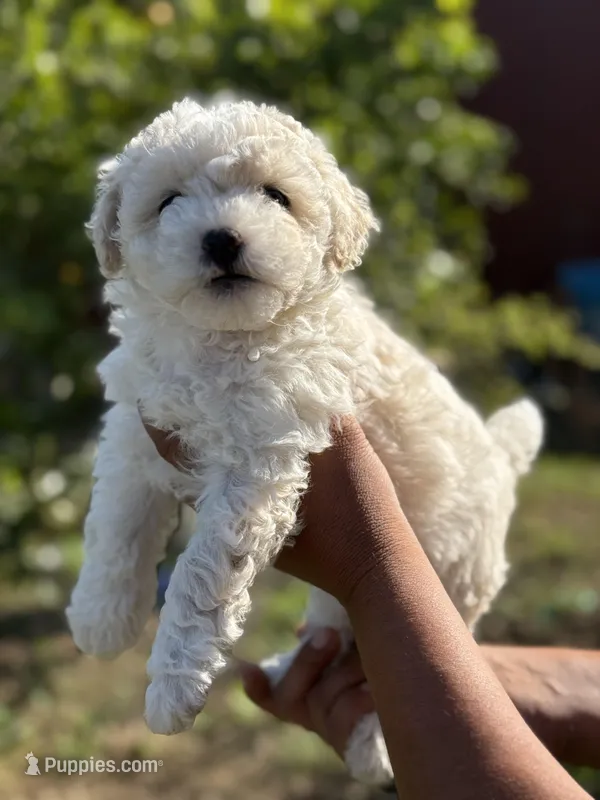 Rose  – Poodle - Miniature  puppy for sale in Lindsay, CA