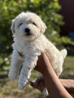 Rose , a female Poodle - Miniature  for sale in Lindsay, CA – Photo 1 of 6