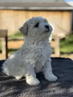 Rose , a female Poodle - Miniature  for sale in Lindsay, CA – Photo 6 of 6