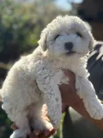 Rose , a female Poodle - Miniature  for sale in Lindsay, CA – Photo 5 of 6