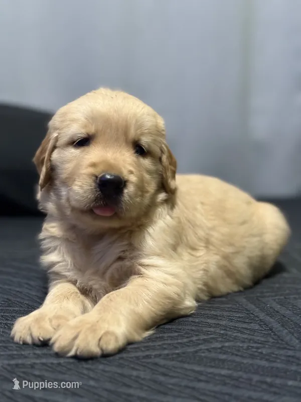 Lola – Golden Retriever puppy for sale in Lindsay, CA