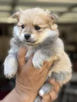 Bruce , a male Pomeranian for sale in Lindsay, CA – 3 of 9