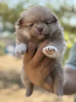 Lola , a female Pomeranian for sale in Lindsay, CA – 5 of 9