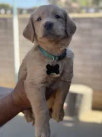 Lily, a female Golden Retriever for sale in Lindsay, CA – 8 of 8