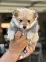 Bruce , a male Pomeranian for sale in Lindsay, CA – 4 of 9