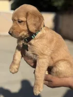 Lily, a female Golden Retriever for sale in Lindsay, CA – 6 of 8