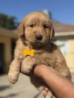 Lola, a female Golden Retriever for sale in Lindsay, CA – 6 of 7