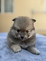 Buddy, a male Pomeranian for sale in Lindsay, CA – 10 of 10