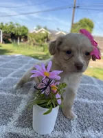 Lily, a female Chihuahua and Maltese for sale in Lindsay, CA – Photo 1 of 2