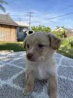 Lily, a female Chihuahua and Maltese for sale in Lindsay, CA – Photo 2 of 2