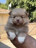 Lola , a female Pomeranian for sale in Lindsay, CA – 9 of 9