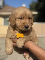 Lola, a female Golden Retriever for sale in Lindsay, CA – 5 of 7