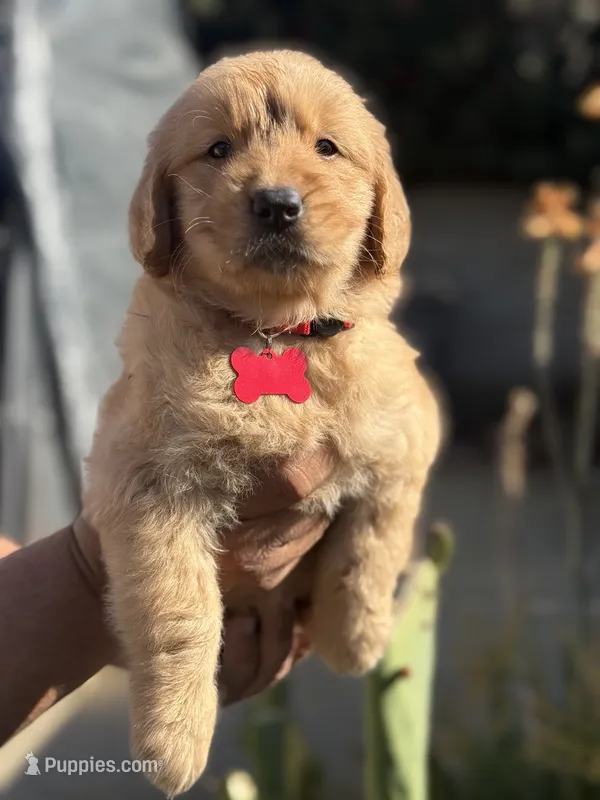 Luna – Golden Retriever puppy for sale in Lindsay, CA